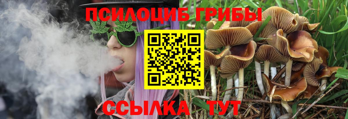 Галлюциногенные грибы Psilocybine cubensis Саянск